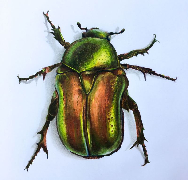 How to draw a beetle with colored pencils