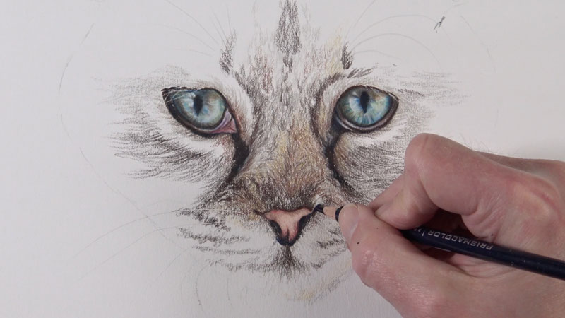 Drawing the cat's nose