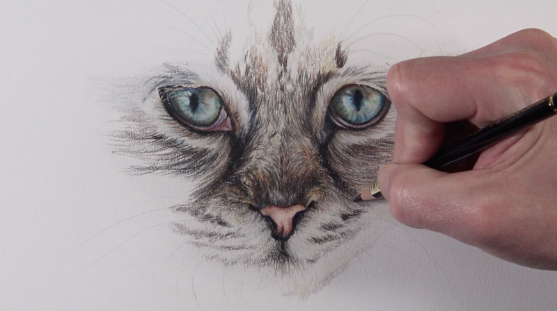 Creating the texture of fur with an oil-based colored pencil