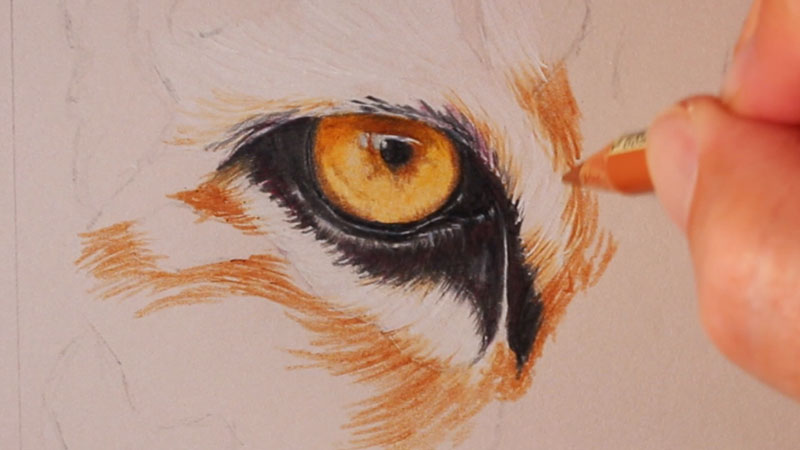 Drawing the second tiger eye
