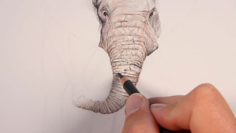 Drawing the trunk