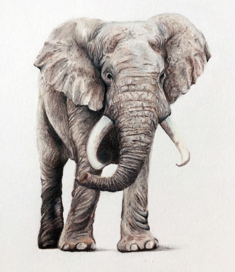 Colored Pencil Drawing of an Elephant