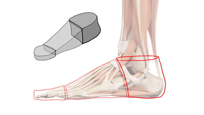 The form of the heel of the foot
