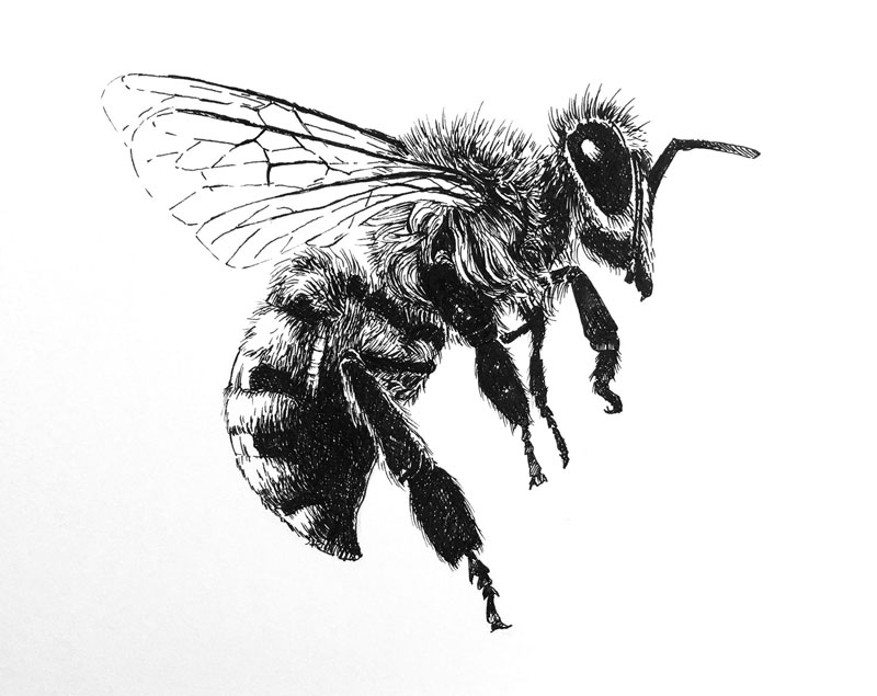 How to draw a bee with pen and ink